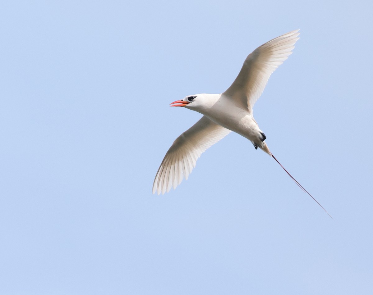 Ml491846521 - Red-tailed Tropicbird - Macaulay Library