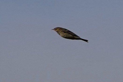 Meadow Pipit - ML491847741