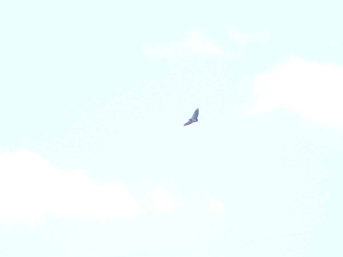 Black-chested Buzzard-Eagle - ML491856191