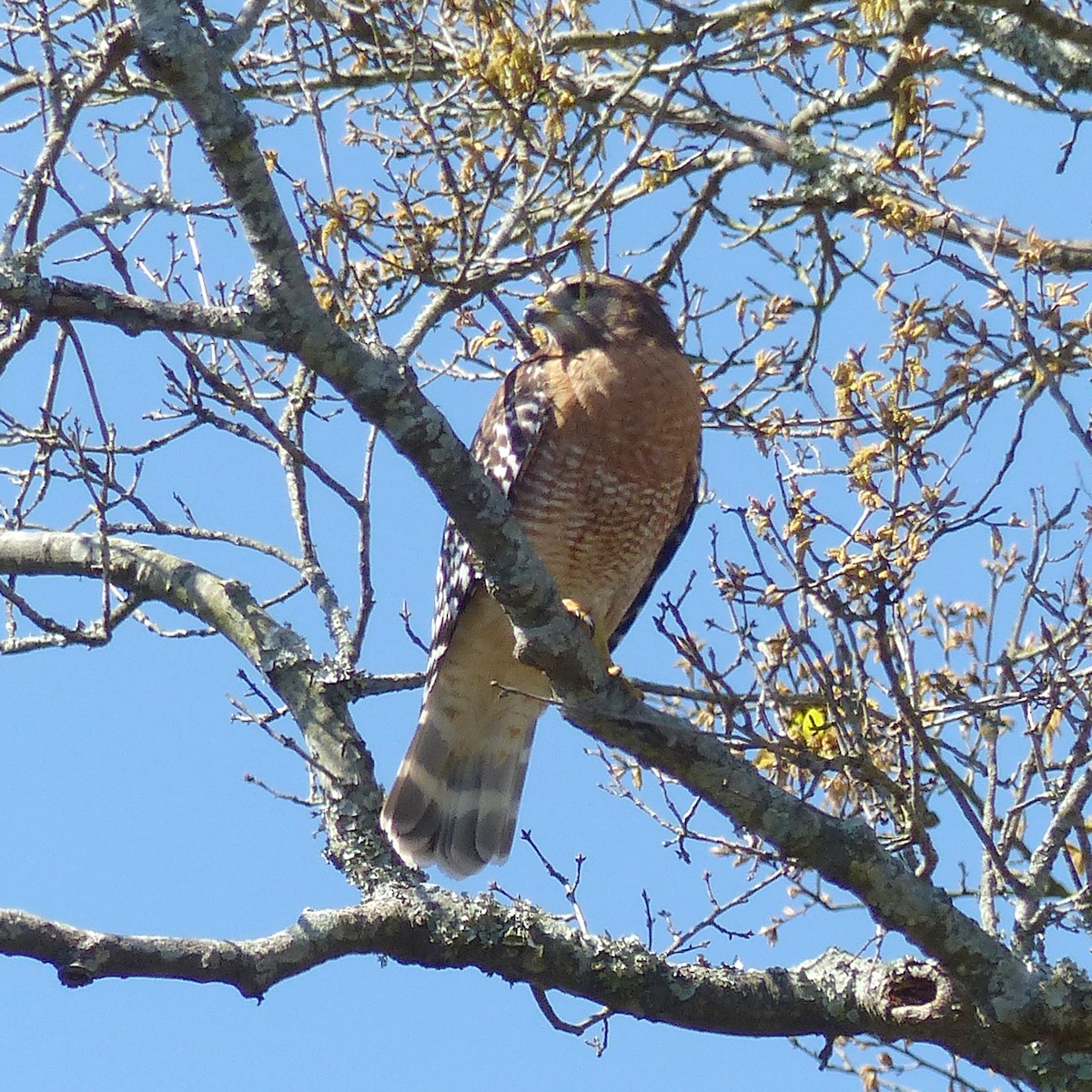 Red-shouldered Hawk - Claire Thomas