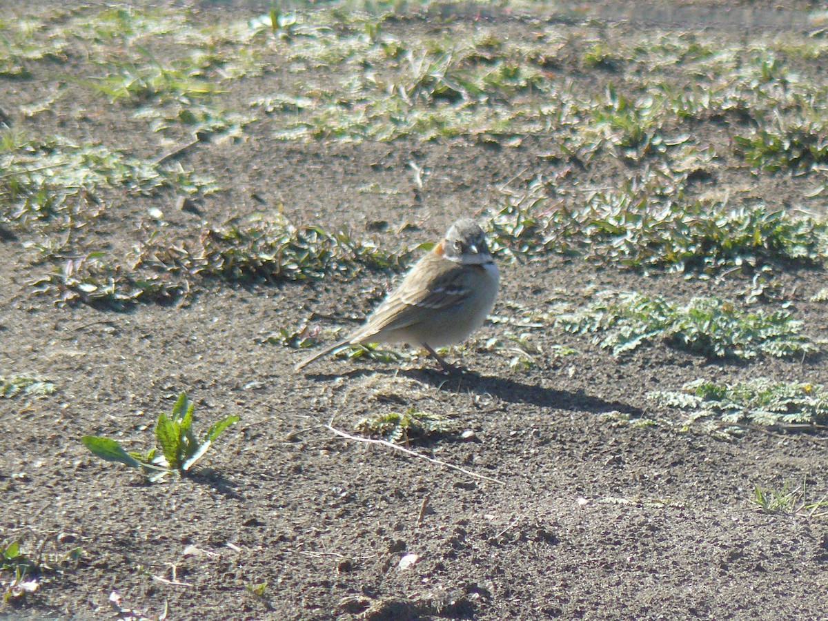 Rufous-collared Sparrow - ML491856581