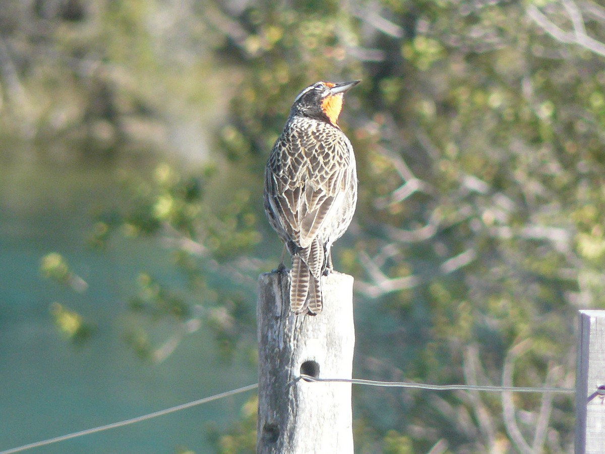 Long-tailed Meadowlark - ML491856621