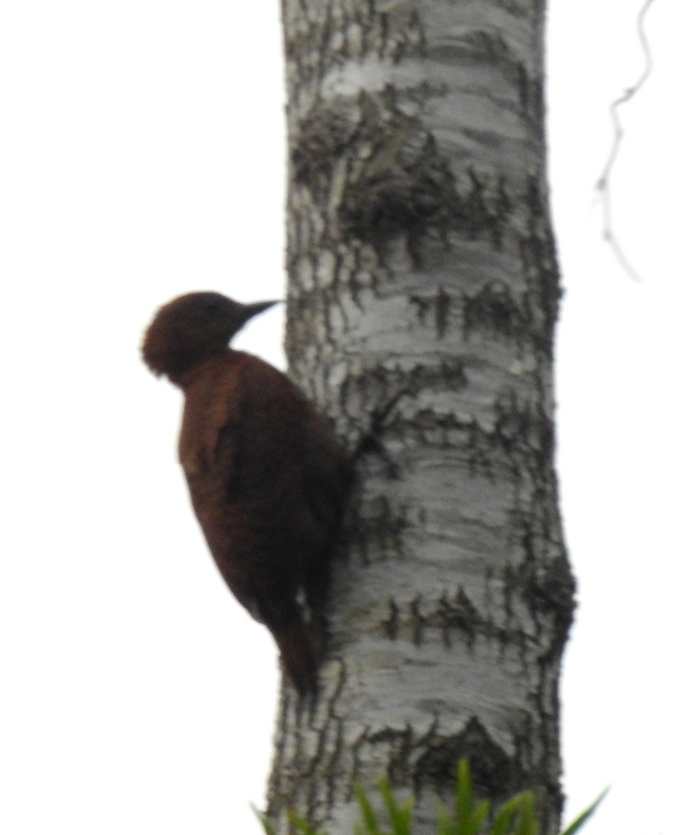 Rufous Woodpecker - ML491857281