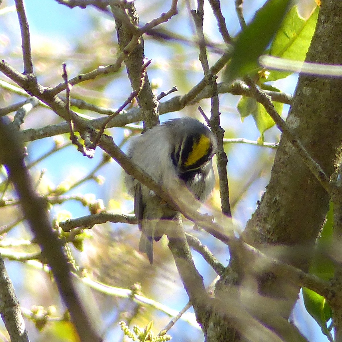 Golden-crowned Kinglet - Claire Thomas