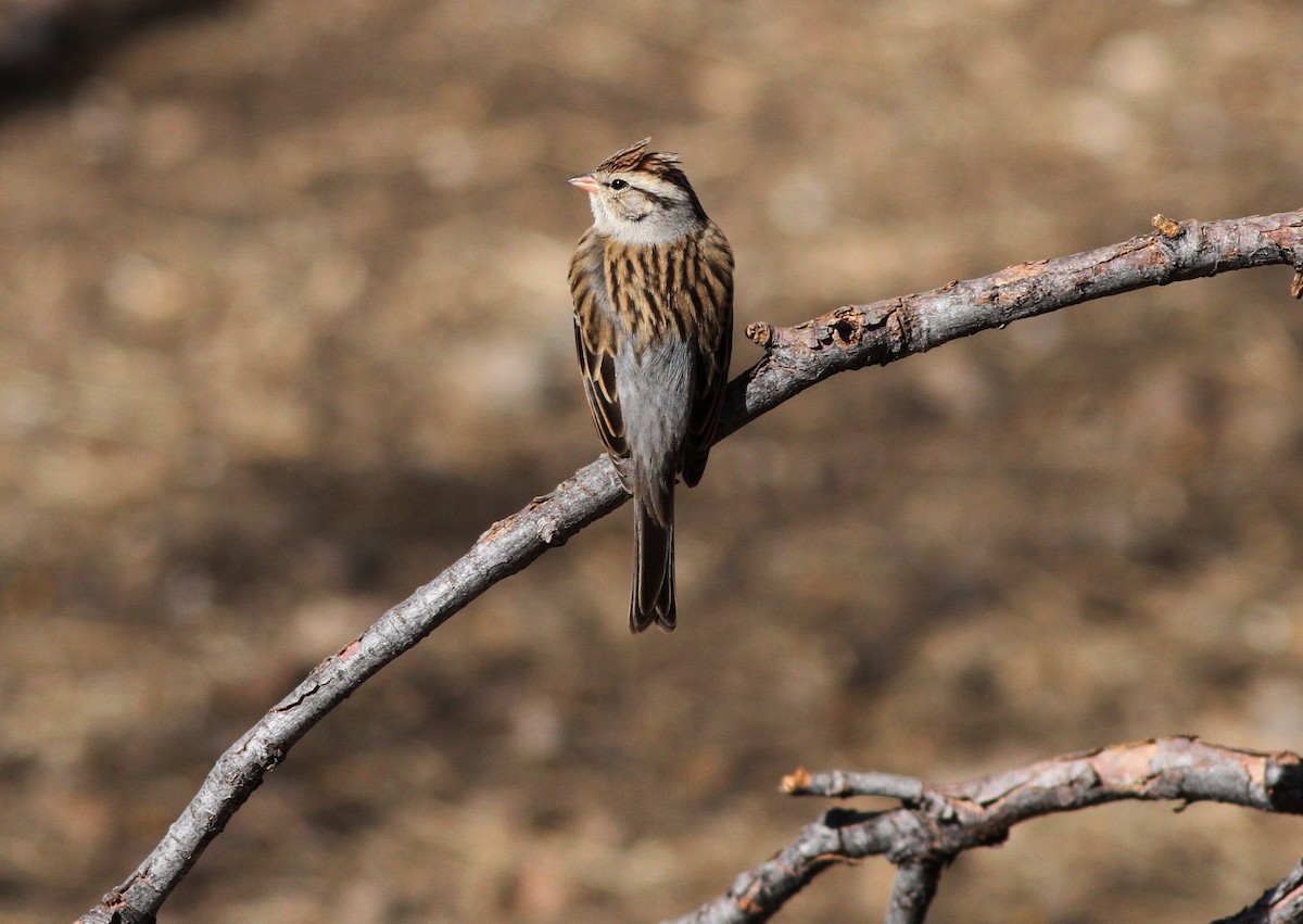 Chipping Sparrow - Brandon Caswell