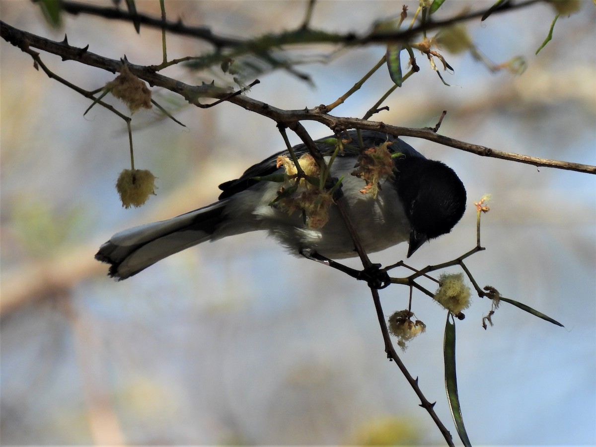 Black-capped Warbling Finch - ML491860071