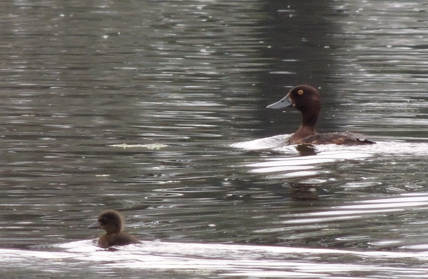 Tufted Duck - ML491861351