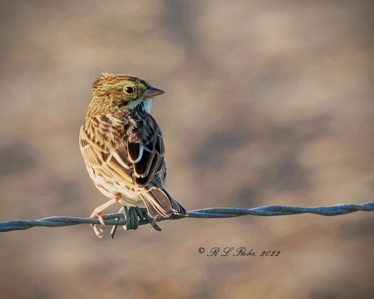 Savannah Sparrow - ML491867271