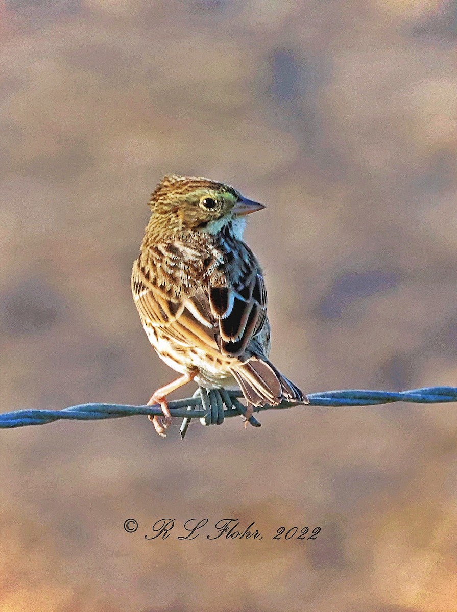 Savannah Sparrow - ML491867281