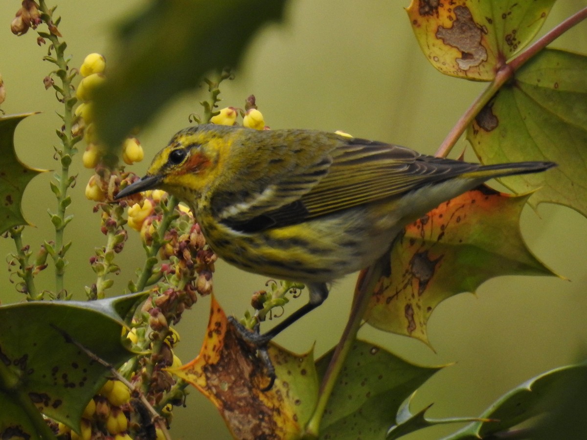 Cape May Warbler - ML49186831