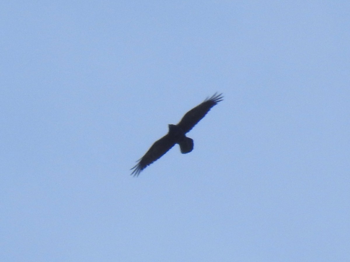 Common Raven - ML49187731