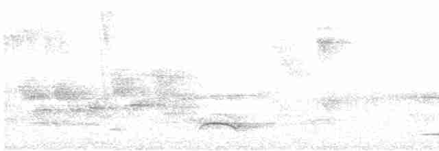 Grallaire à gorge blanche - ML491878391
