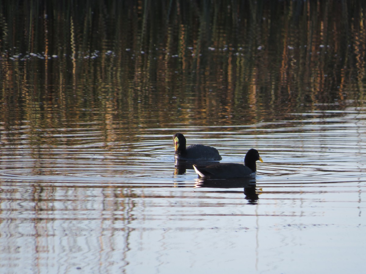 Red-gartered Coot - ML491879051