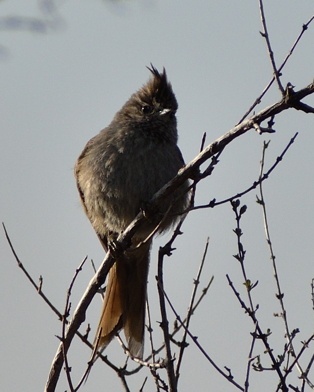 Tufted Tit-Spinetail - ML491881671