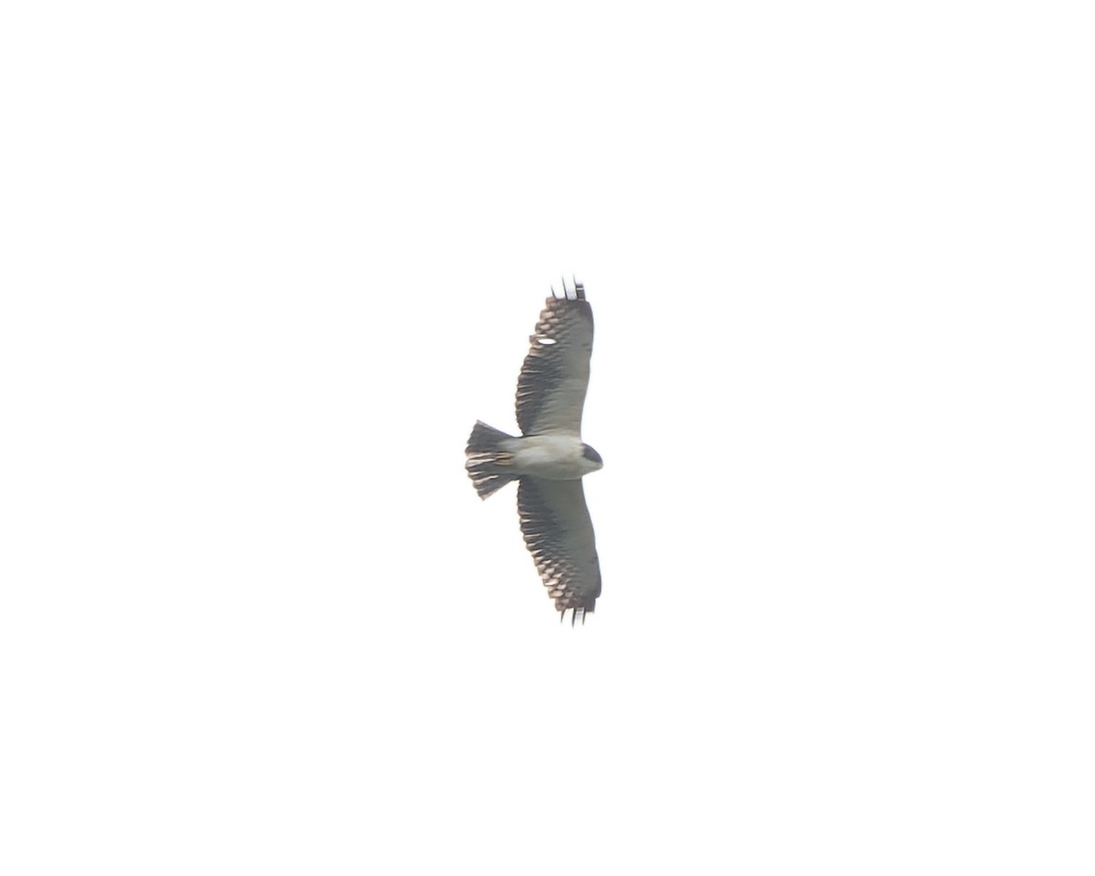 Short-tailed Hawk - ML491885511