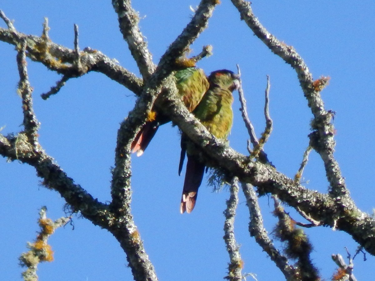 Red-eared Parakeet - ML491886641