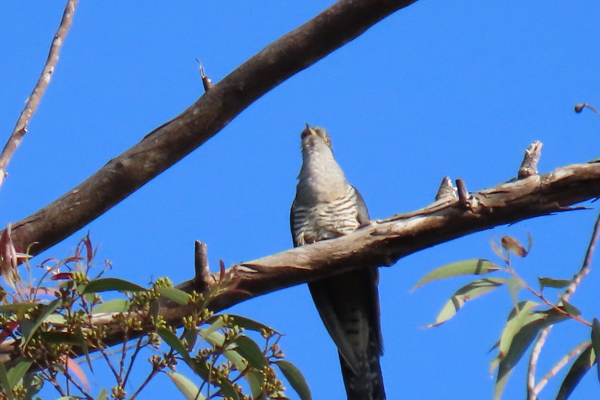 Madagascar Cuckoo - ML491887351