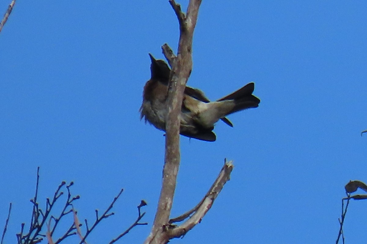 Madagascar Starling - ML491889051