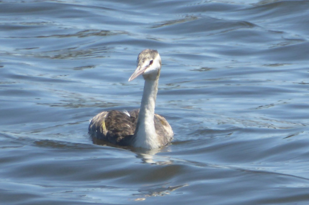 Great Crested Grebe - Christine D