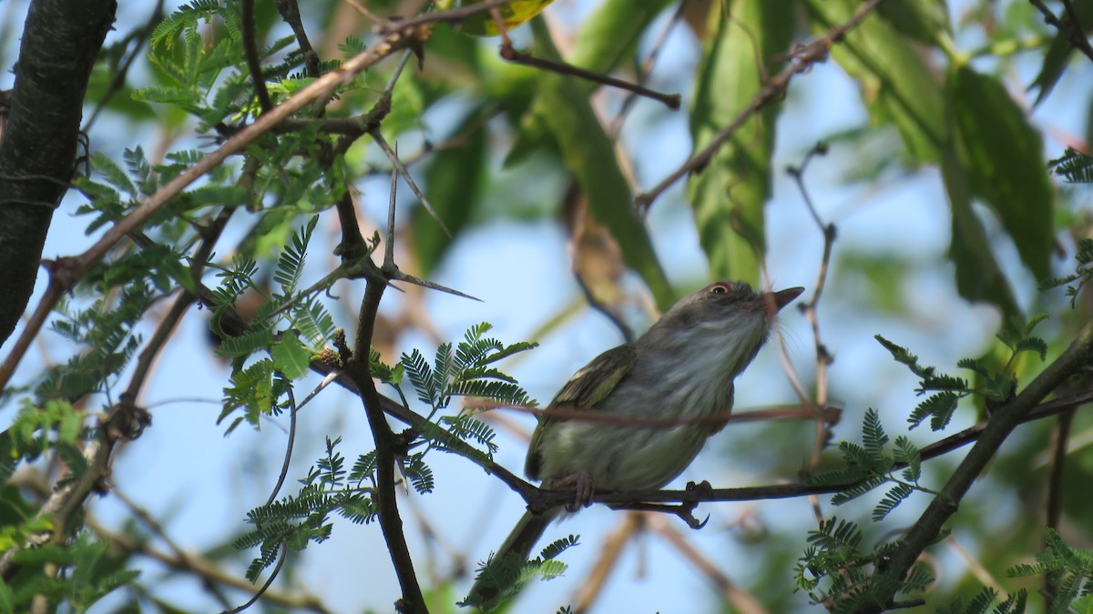 Pearly-vented Tody-Tyrant - ML491889651