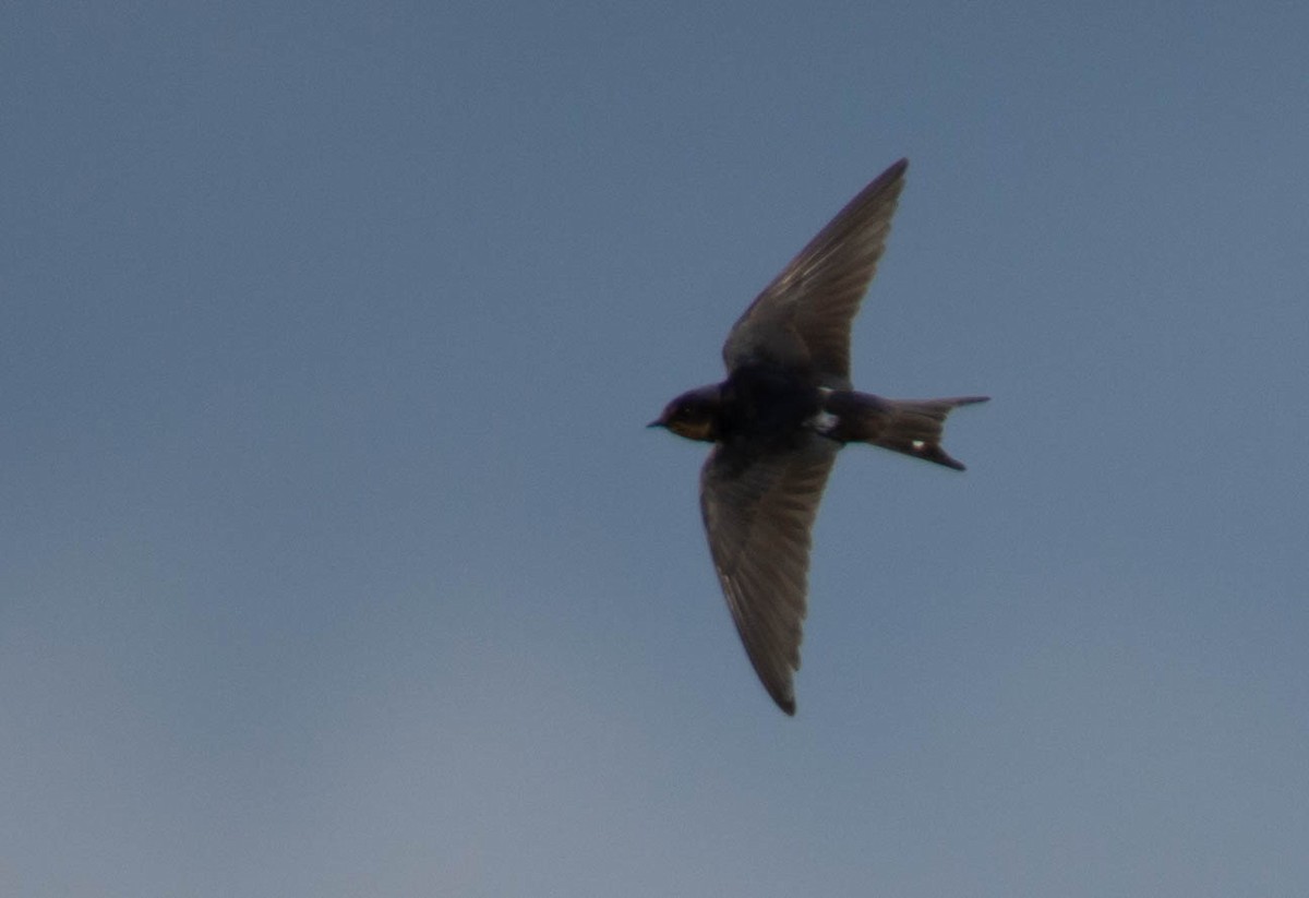 Barn Swallow - sreekanth c