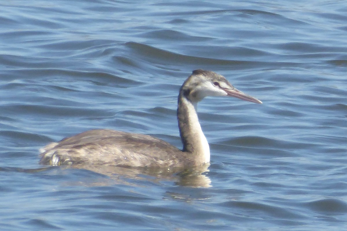 Great Crested Grebe - Christine D