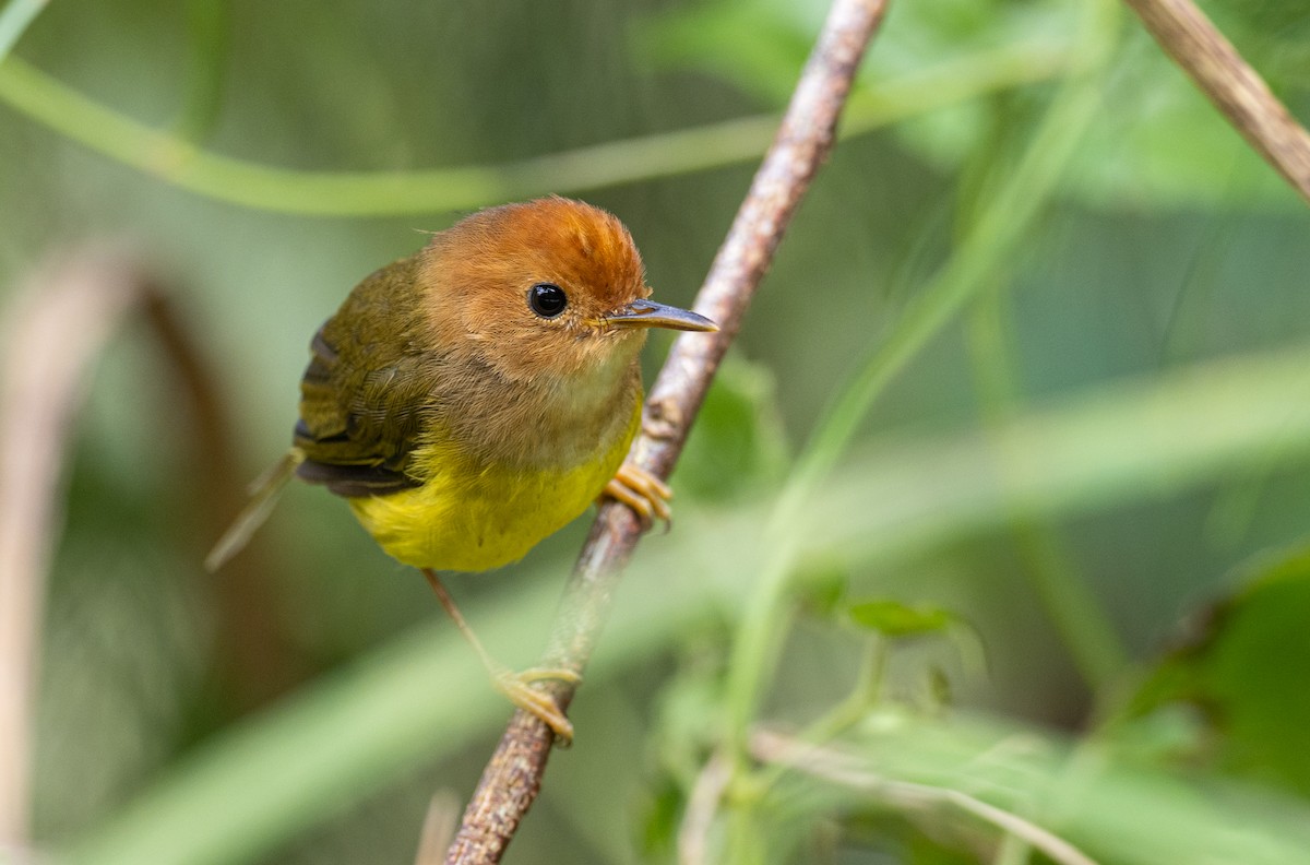 Rufous-headed Tailorbird - Forest Botial-Jarvis