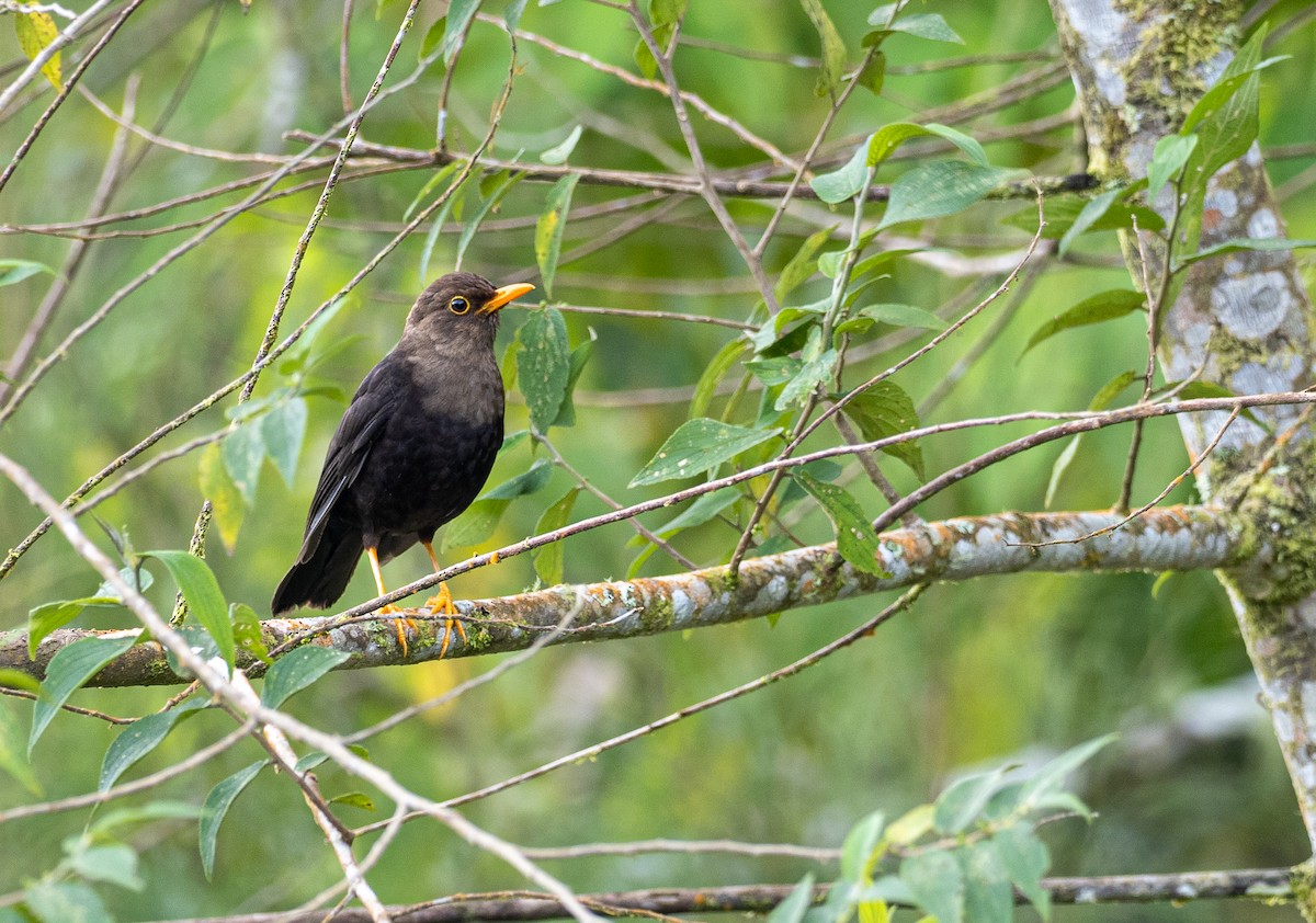 Island Thrush - Forest Botial-Jarvis