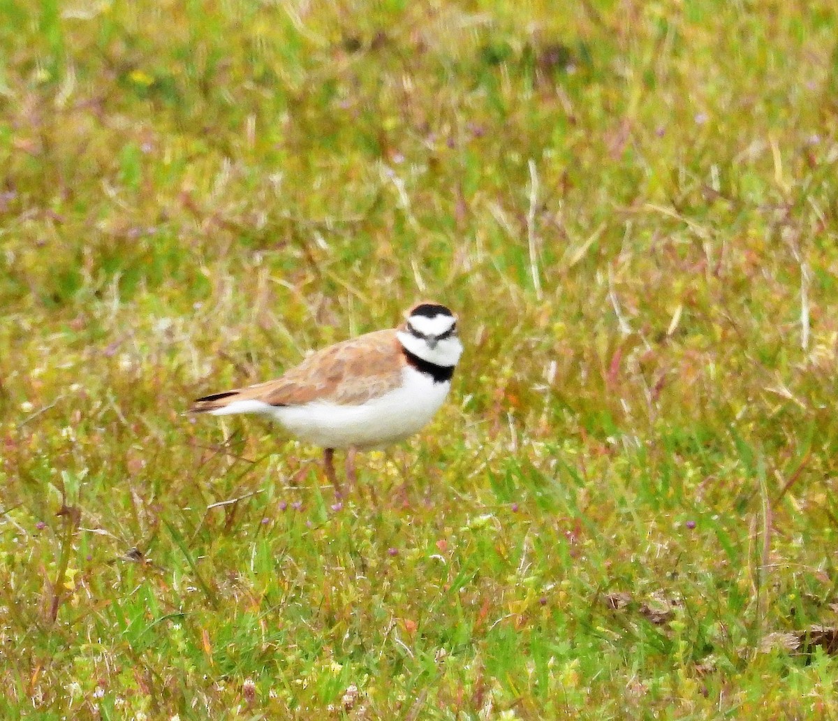 Collared Plover - ML491903691