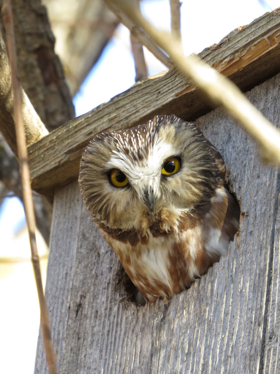 Northern Saw-whet Owl - Marya Moosman