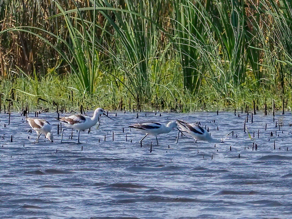 eBird Checklist 8 Oct 2022 Mackay Island NWR 16 species