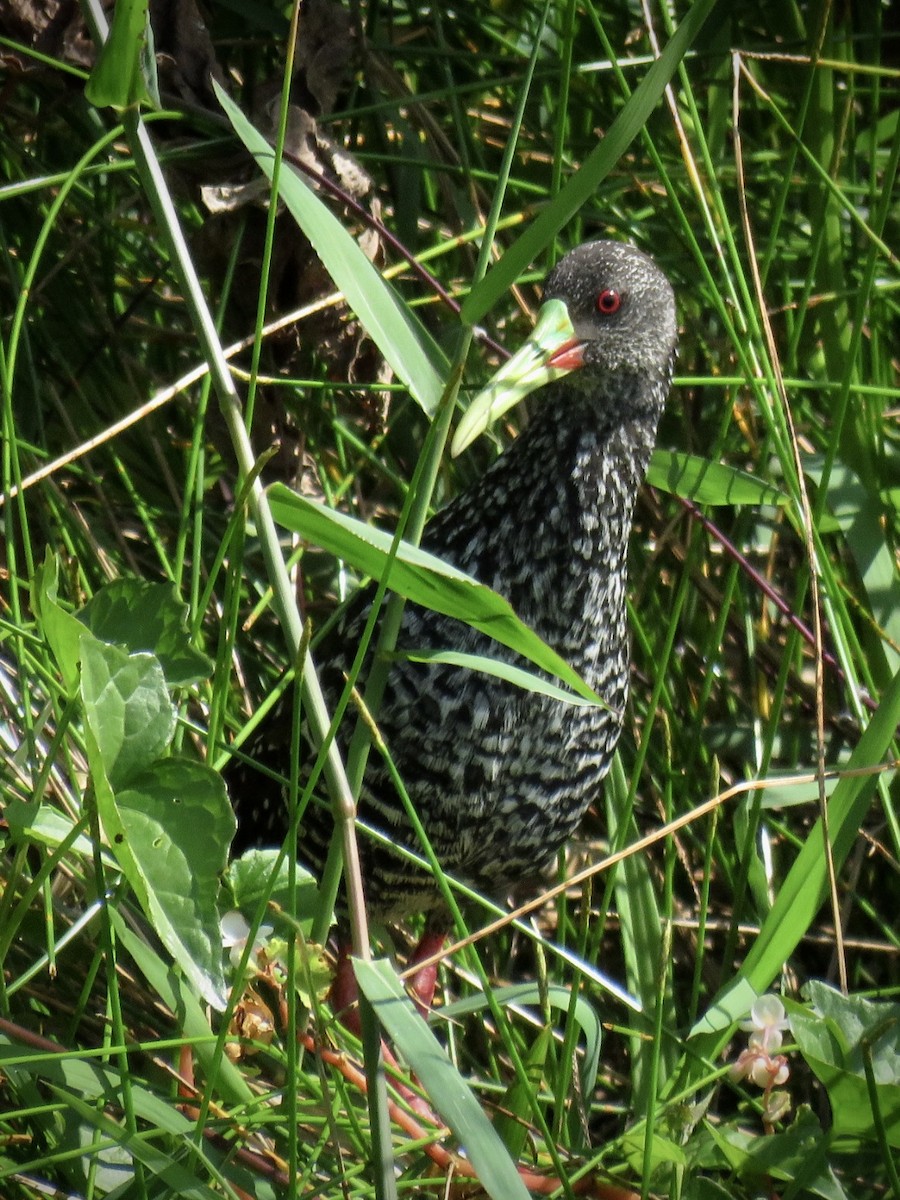 Spotted Rail - ML491912671