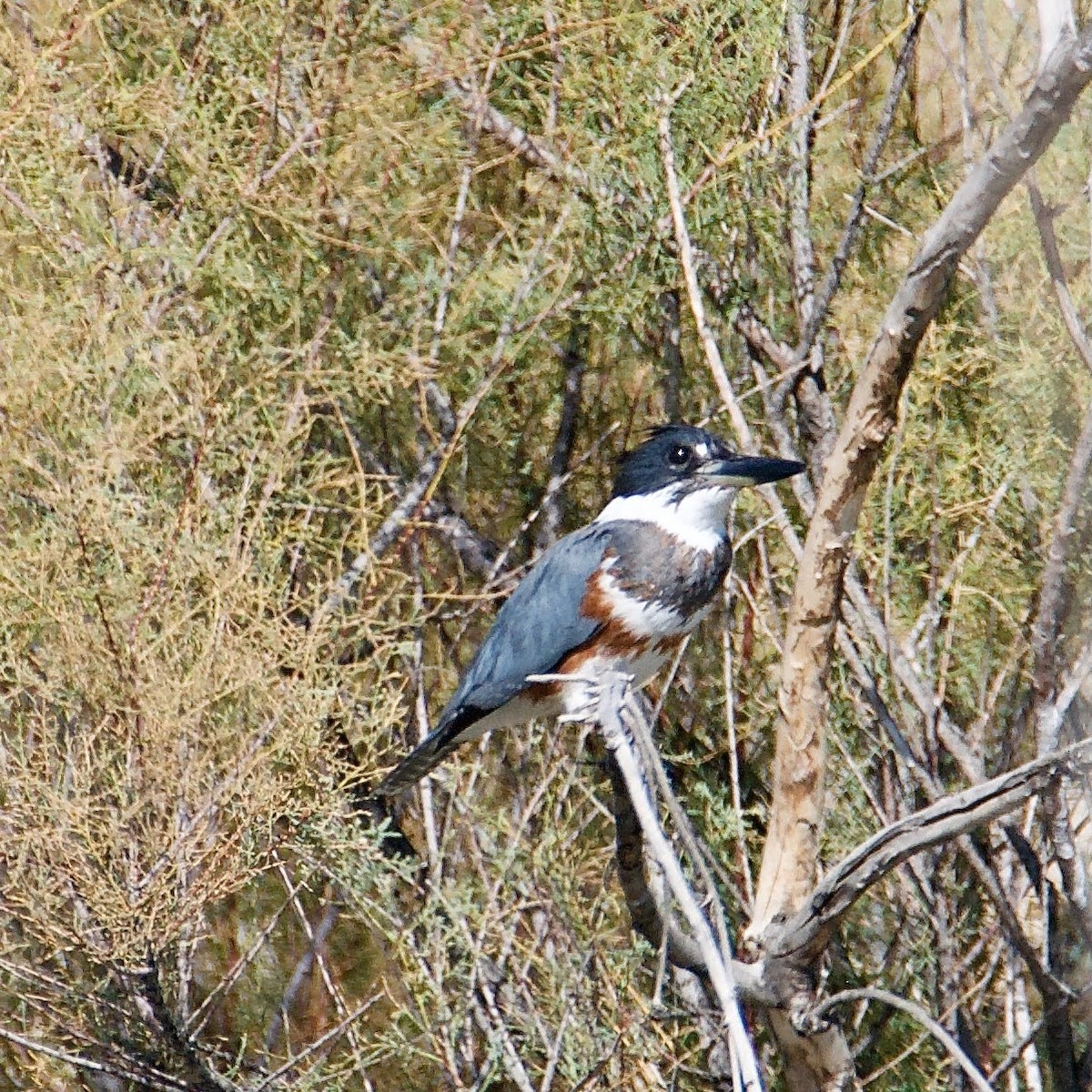 Belted Kingfisher - ML491917271