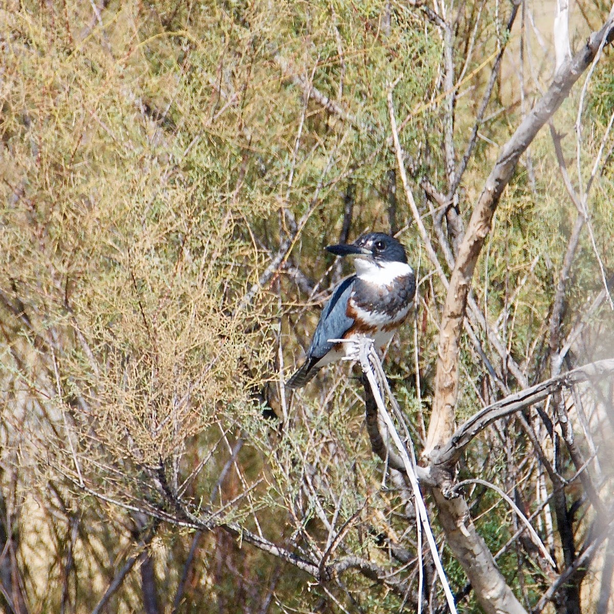 Belted Kingfisher - ML491917281