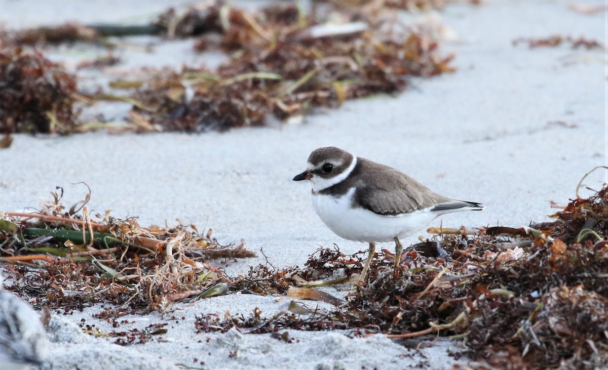 Semipalmated Plover - ML491921321