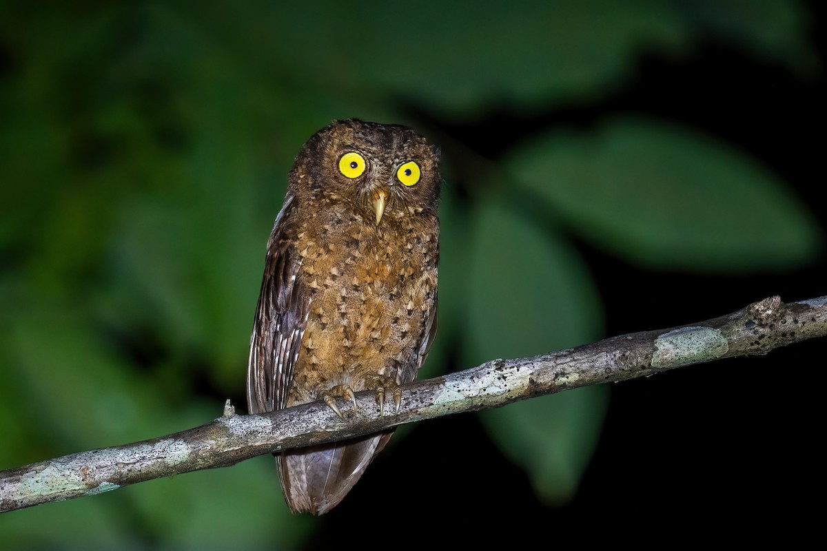 Andaman Scops-Owl - ML491925871