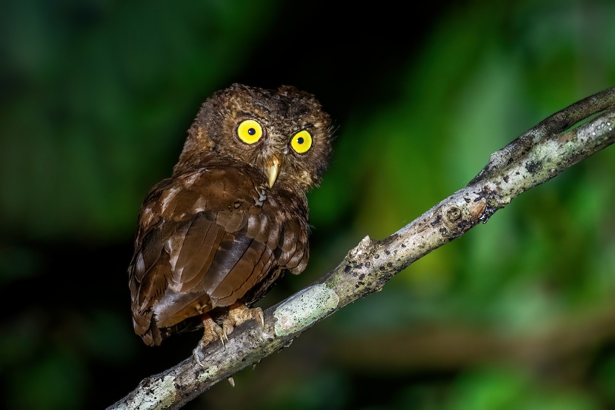 Andaman Scops-Owl - ML491925881