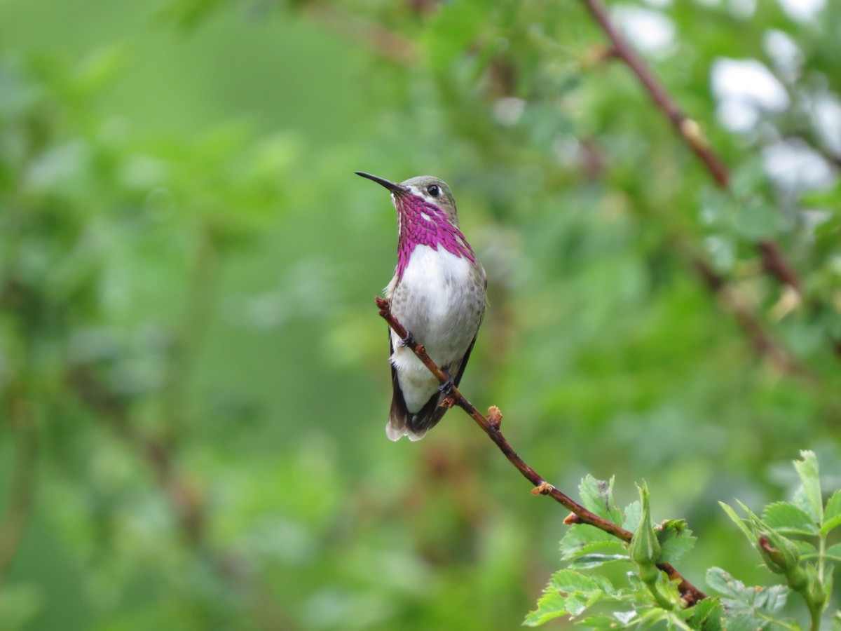 Calliope Hummingbird - ML49192801