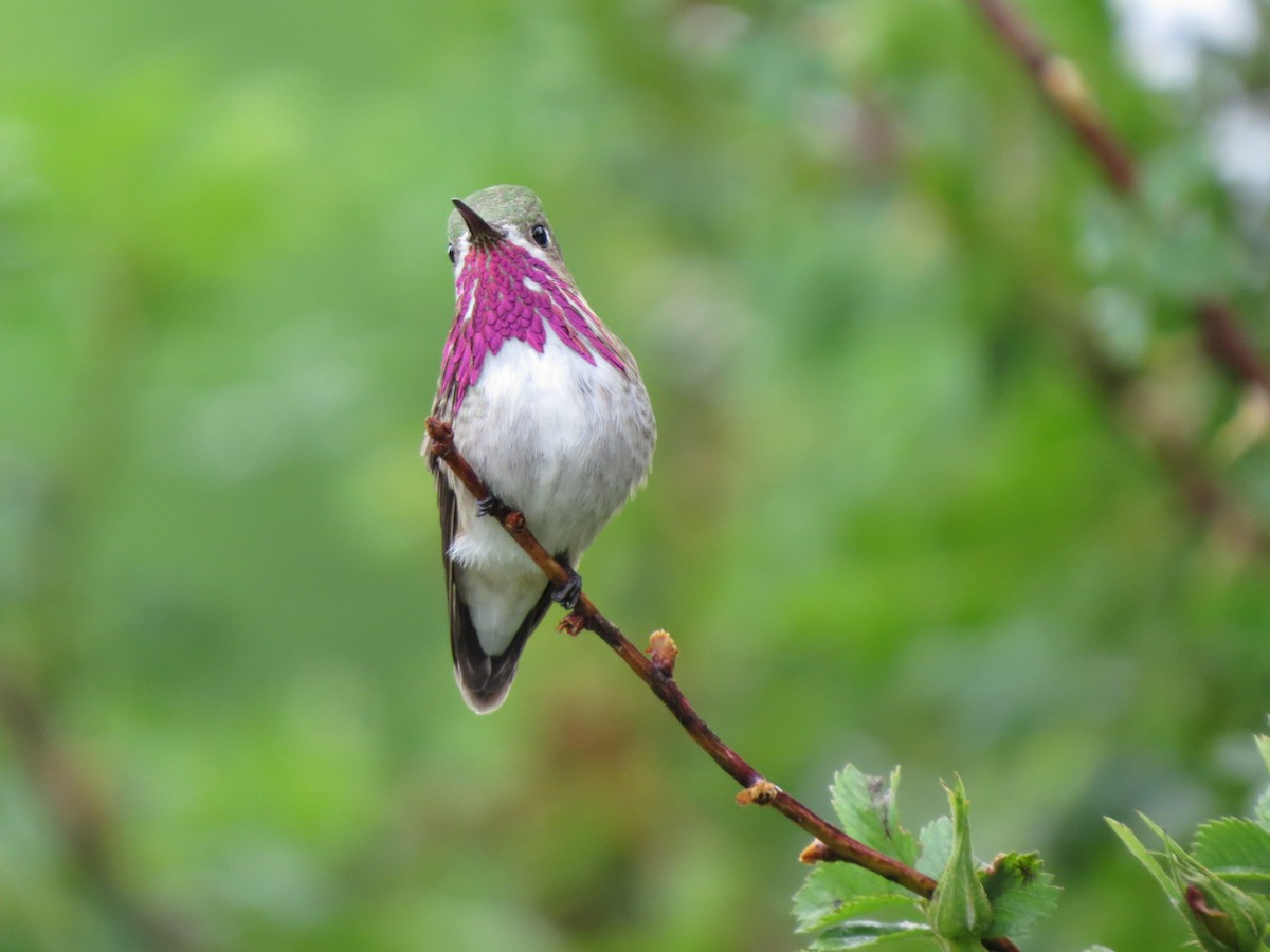 Calliope Hummingbird - ML49192811
