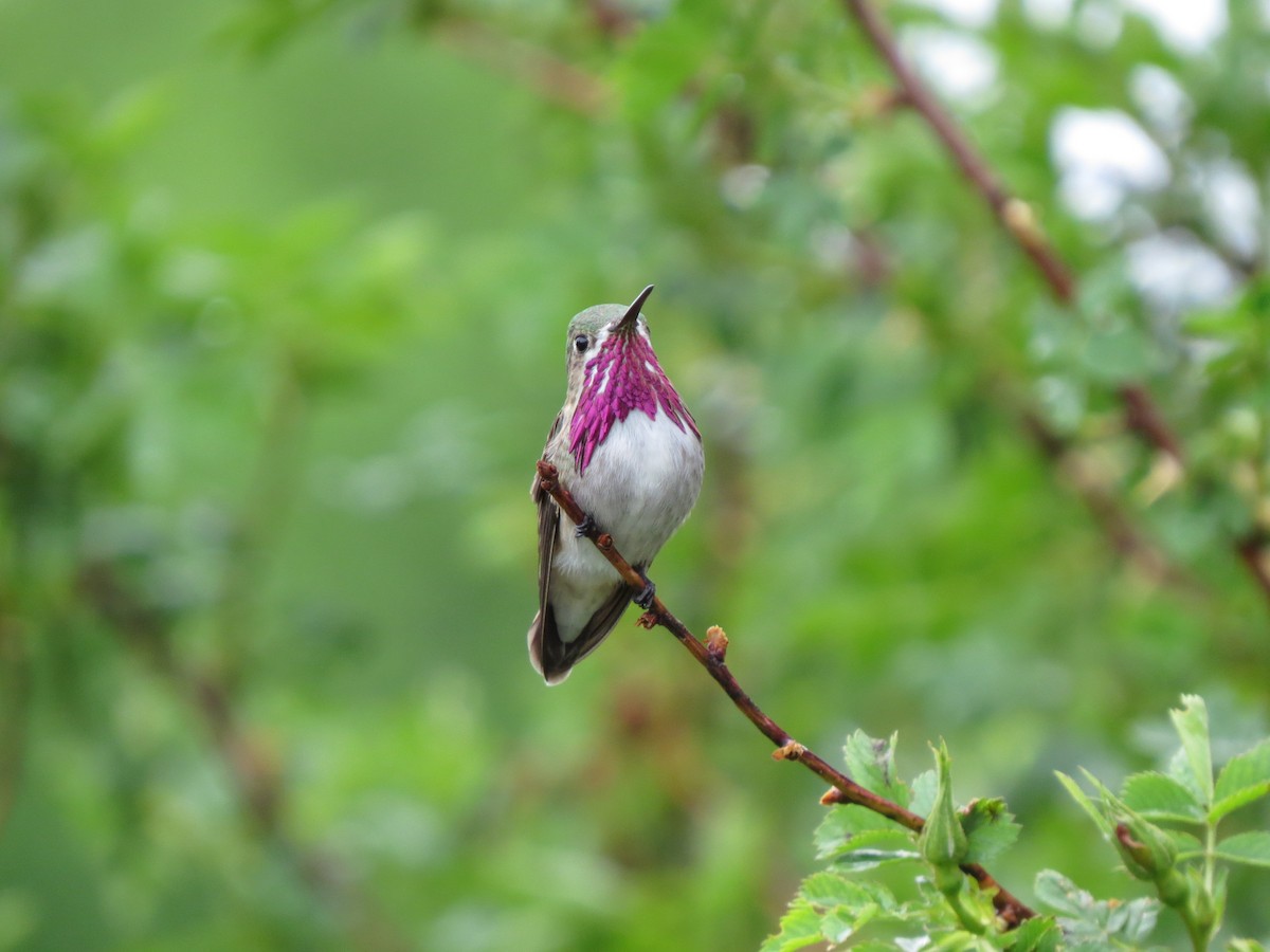 Calliope Hummingbird - Marya Moosman