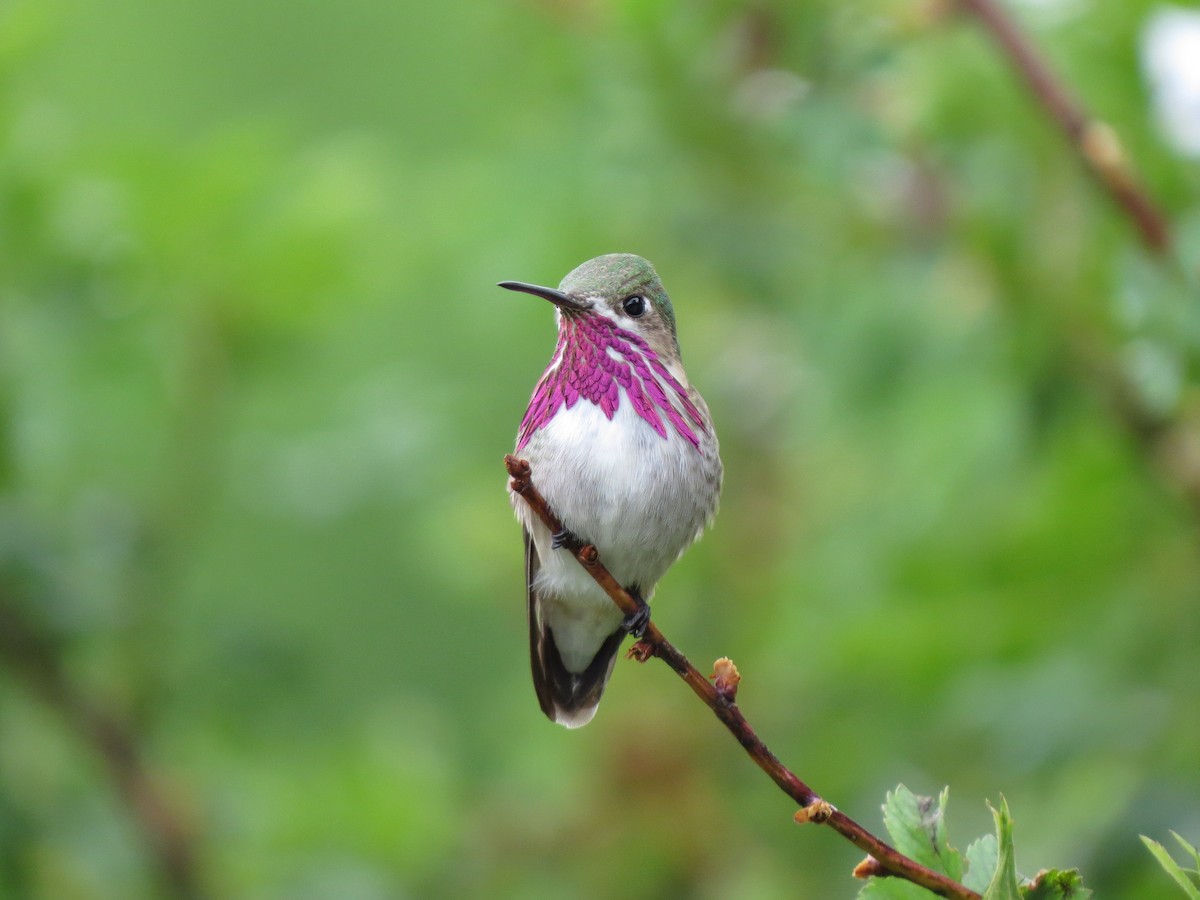Calliope Hummingbird - Marya Moosman