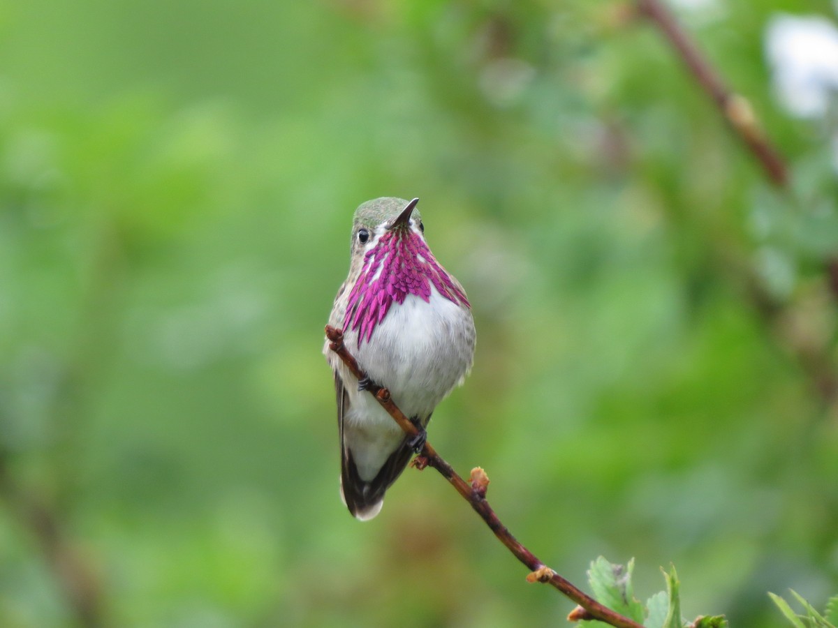 Calliope Hummingbird - ML49192841