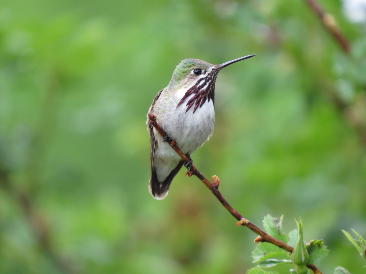 Calliope Hummingbird - ML49192851