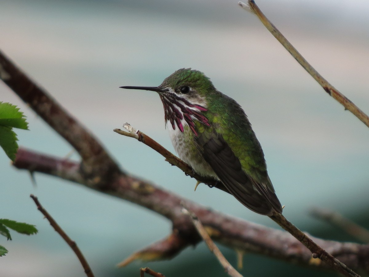 Calliope Hummingbird - ML49192881