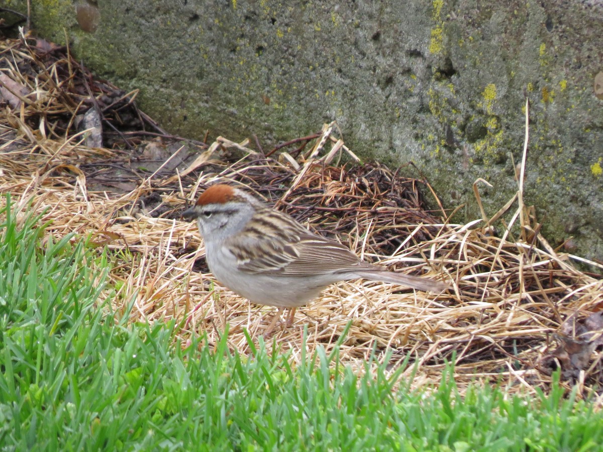 Chipping Sparrow - ML49193231
