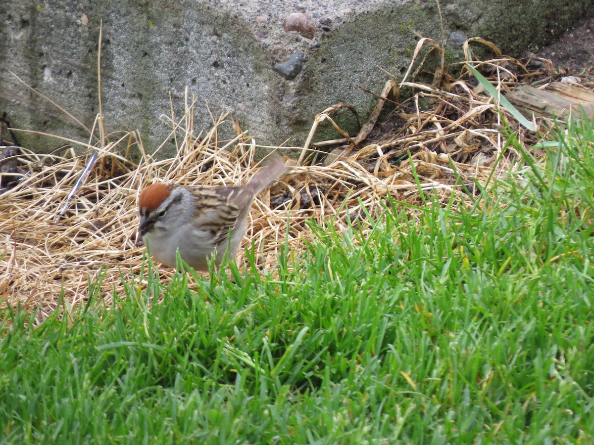 Chipping Sparrow - ML49193241