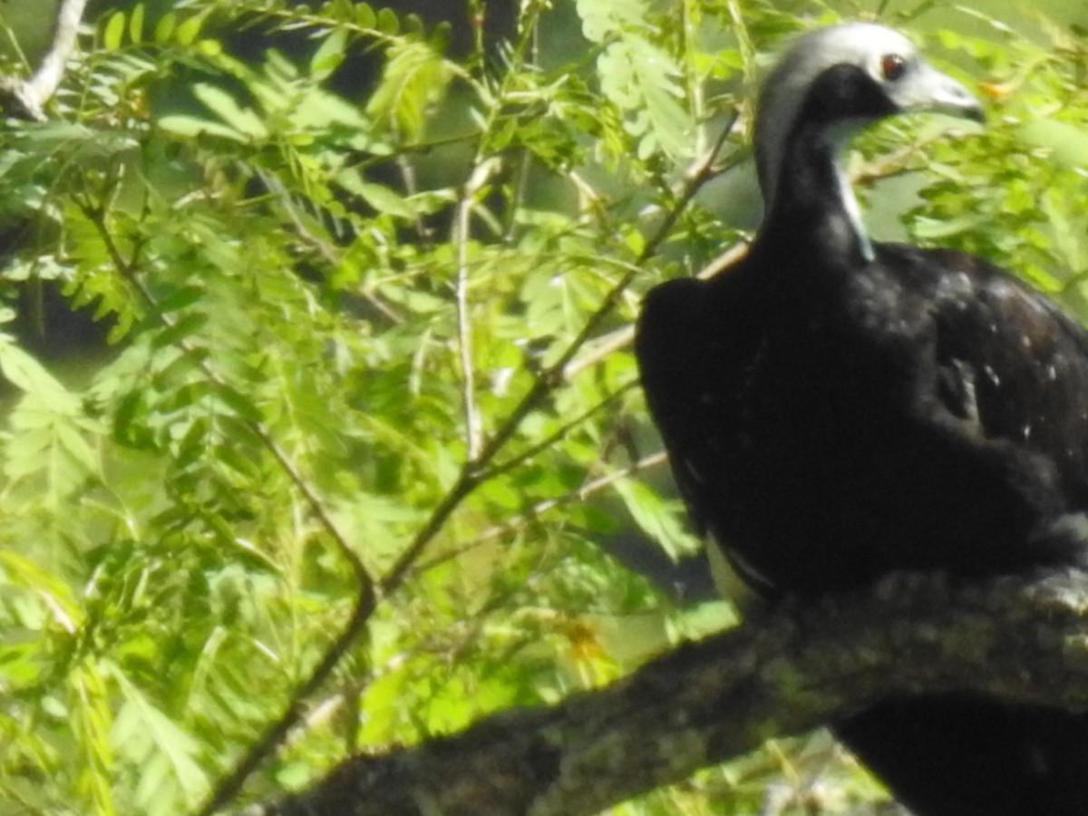 White-throated Piping-Guan - ML491932731