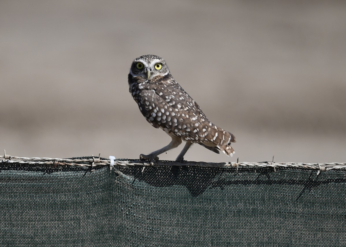 Burrowing Owl - ML491936021