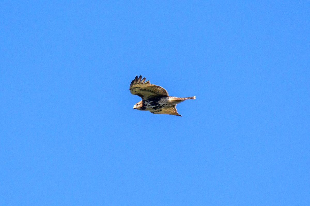 Red-tailed Hawk - ML491939871