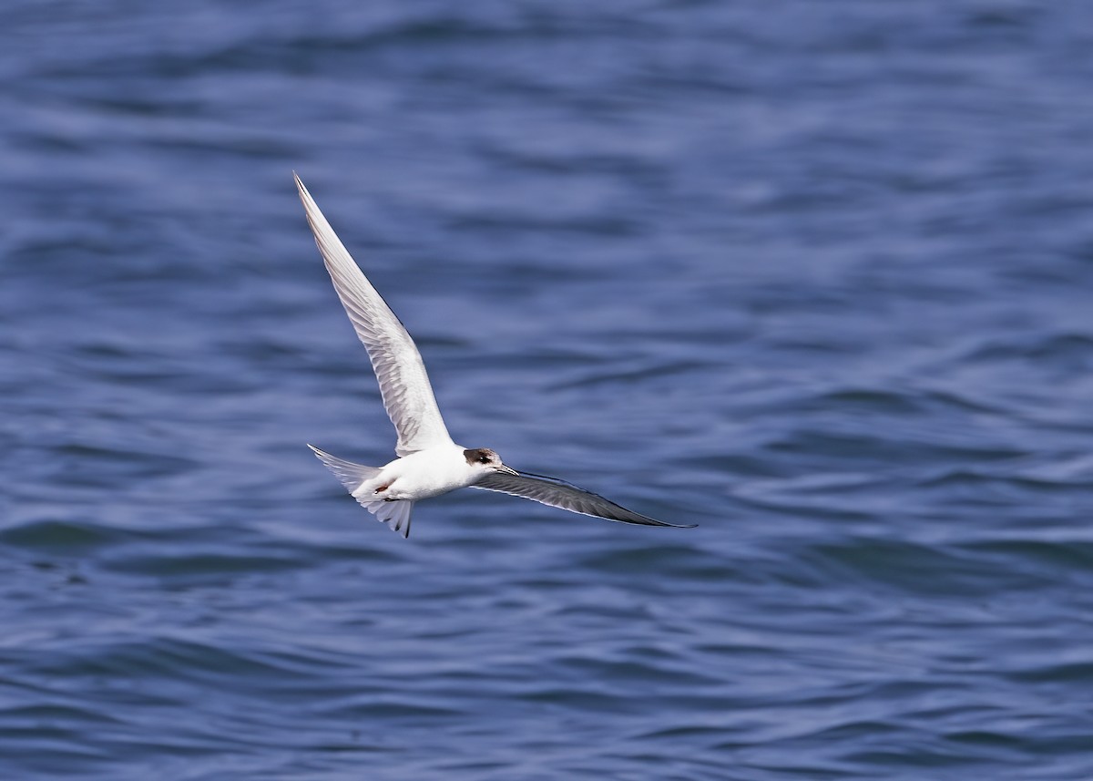 Common Tern - ML491943261